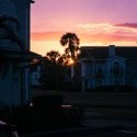 golden hour in florida with palm trees
